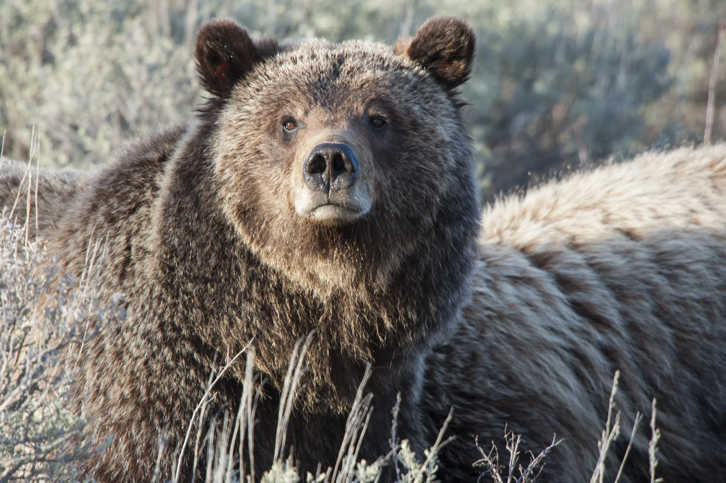 Meet 399 — Grizzly 399